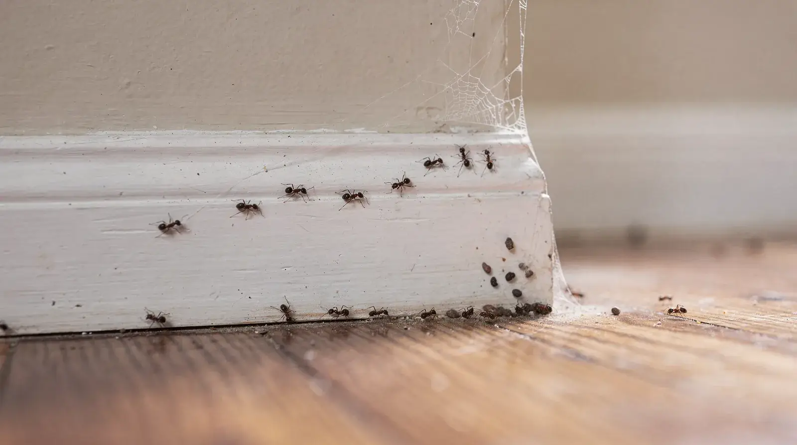 Ants crawling along a baseboard with visible debris on wooden floor, illustrating common pest problems