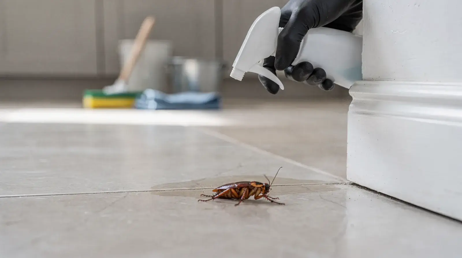 Effective roach elimination starts with forensic-level inspections that find root causes before any treatment begins