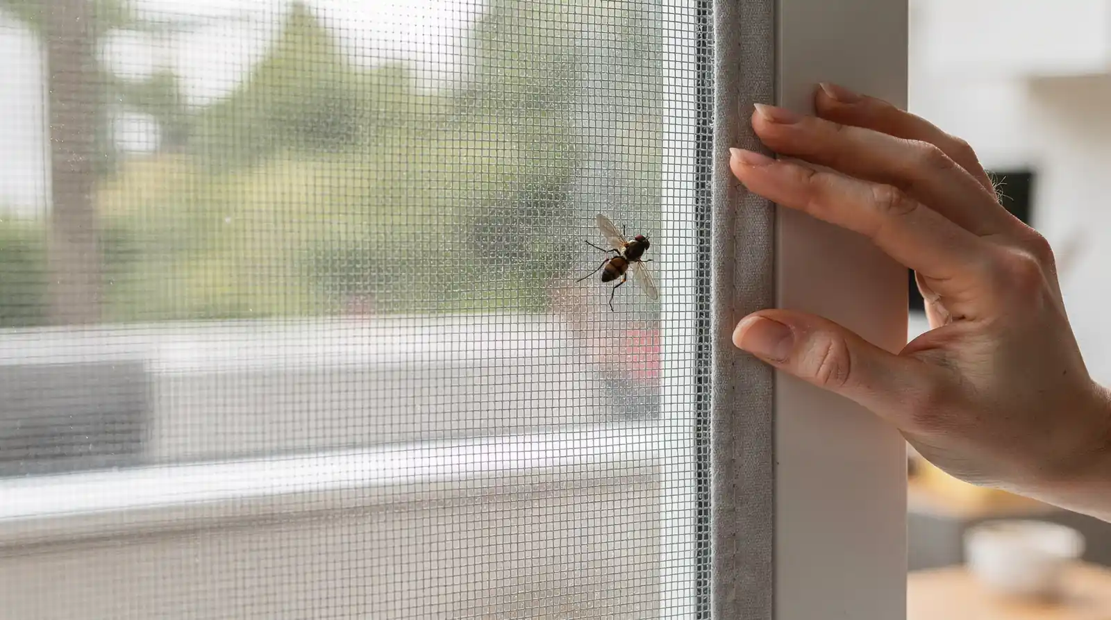 Nukingstreet applies a mechanical-first philosophy, using exclusion methods before any chemical treatment for fly problems
