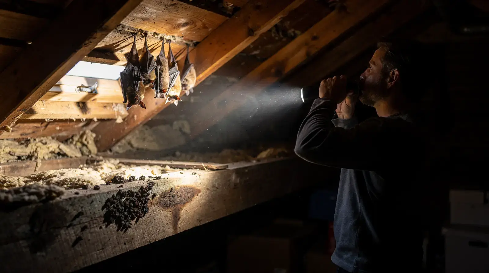 The clearest confirmation of a bat problem is watching bats exit or re-enter the structure