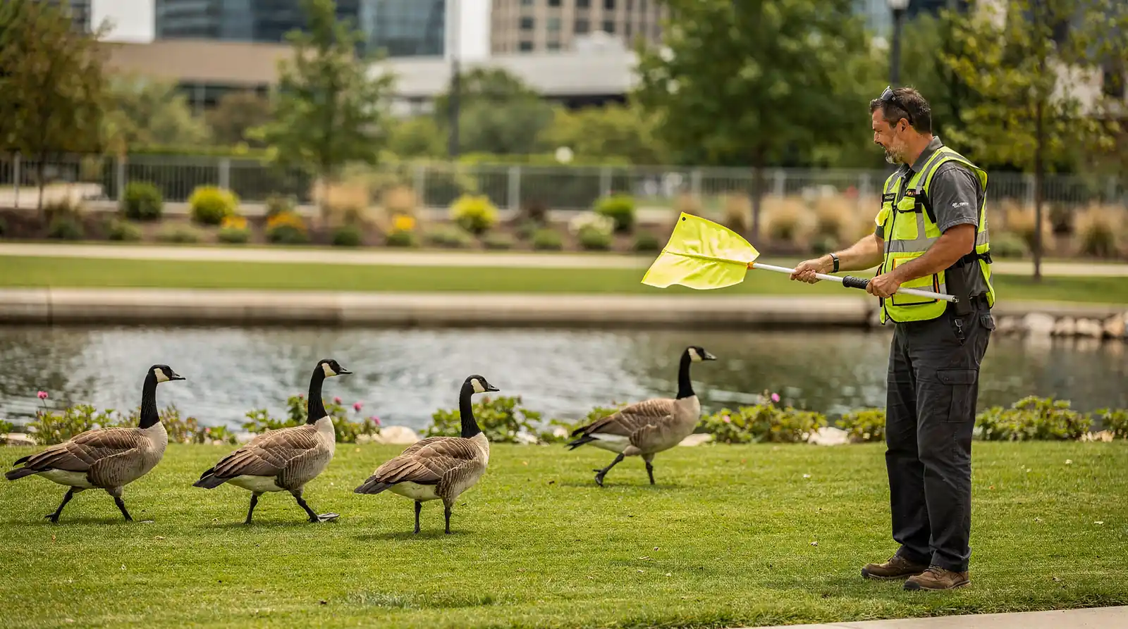 Professional migratory bird management has relied on humane, effective solutions like trained herding dogs since