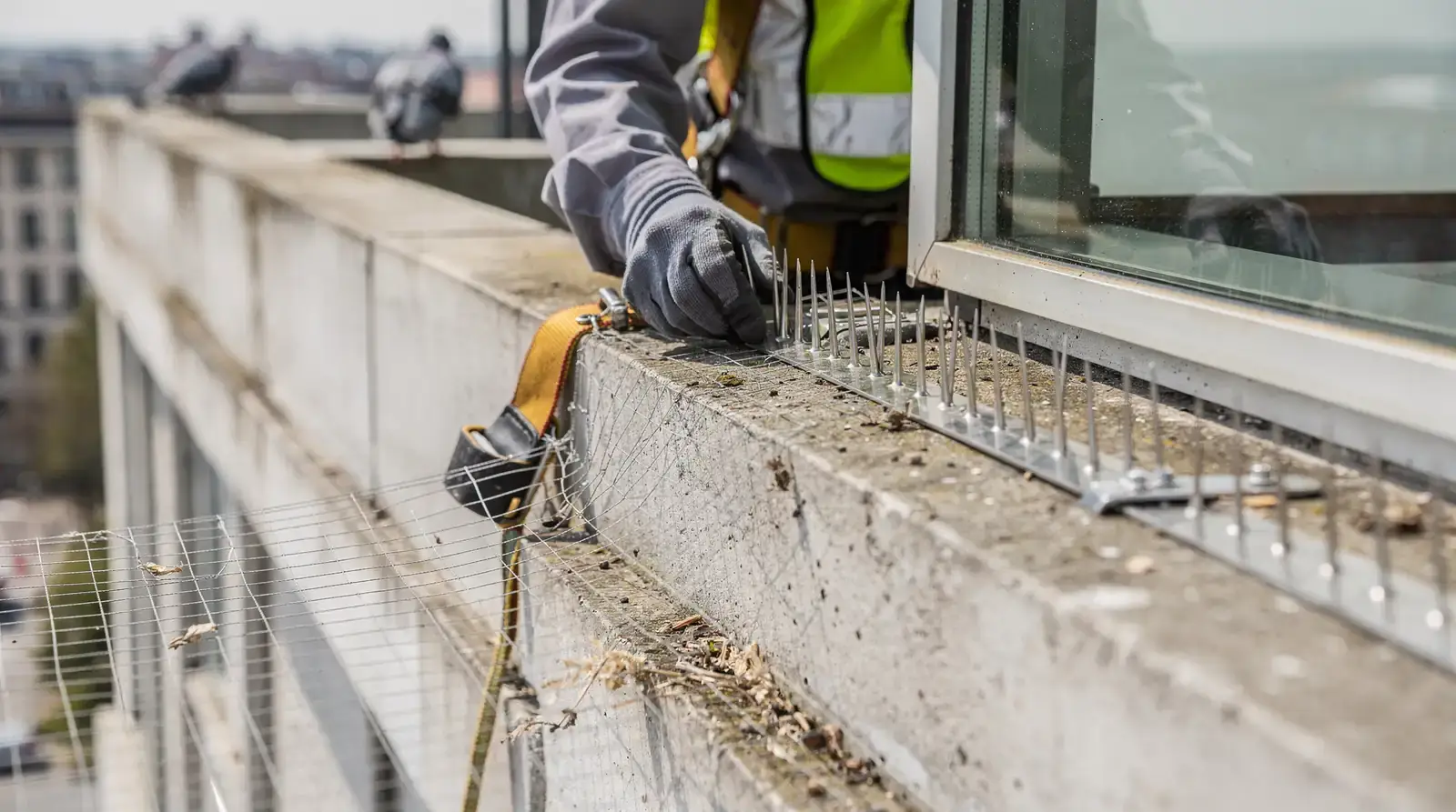Forensic inspections proactively report structural vulnerabilities that will cause future pest problems, including gaps