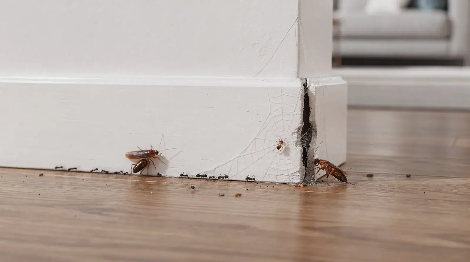 Nukingstreet's service list covers general pests, rodents, bed bugs, fleas, and more common Northern CT
