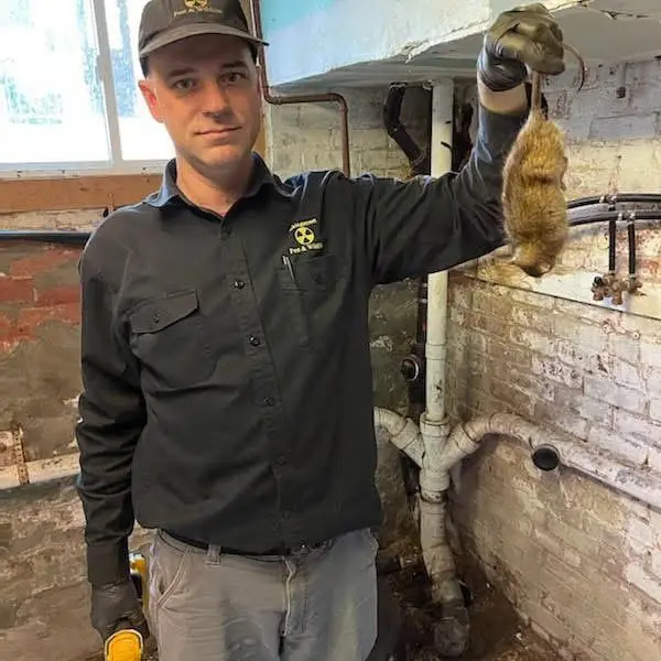 Man wearing gloves holds a dead rodent in a basement setting