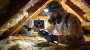 Pest control technician inspecting attic for bats, emphasizing humane wildlife management