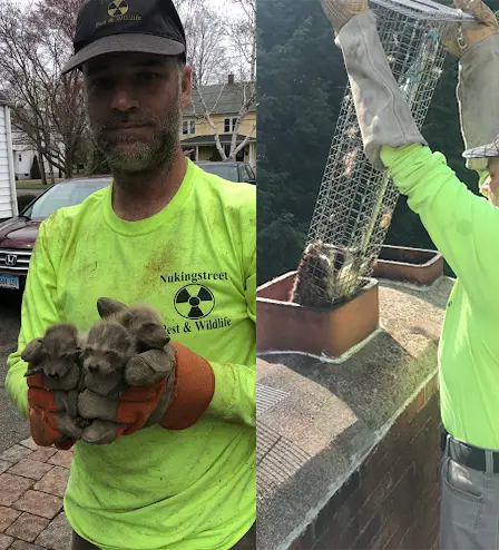Humane wildlife exclusion methods demonstrated by a pest control professional
