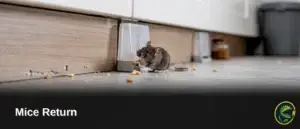 Many pest control companies react to mouse sightings with bait instead of addressing entry points