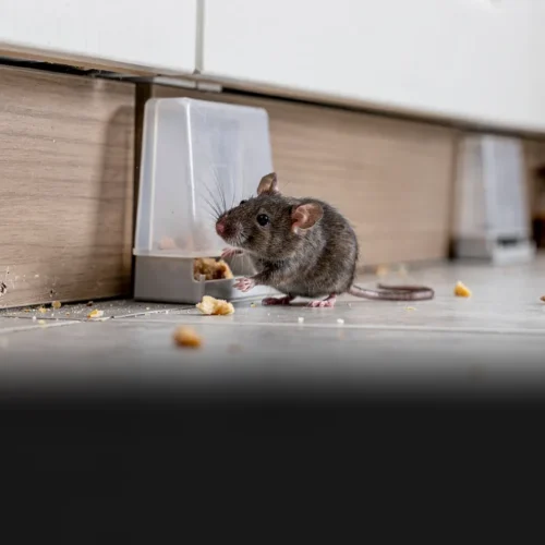 Why Mice Return: Structural Rodent Exclusion vs Bait