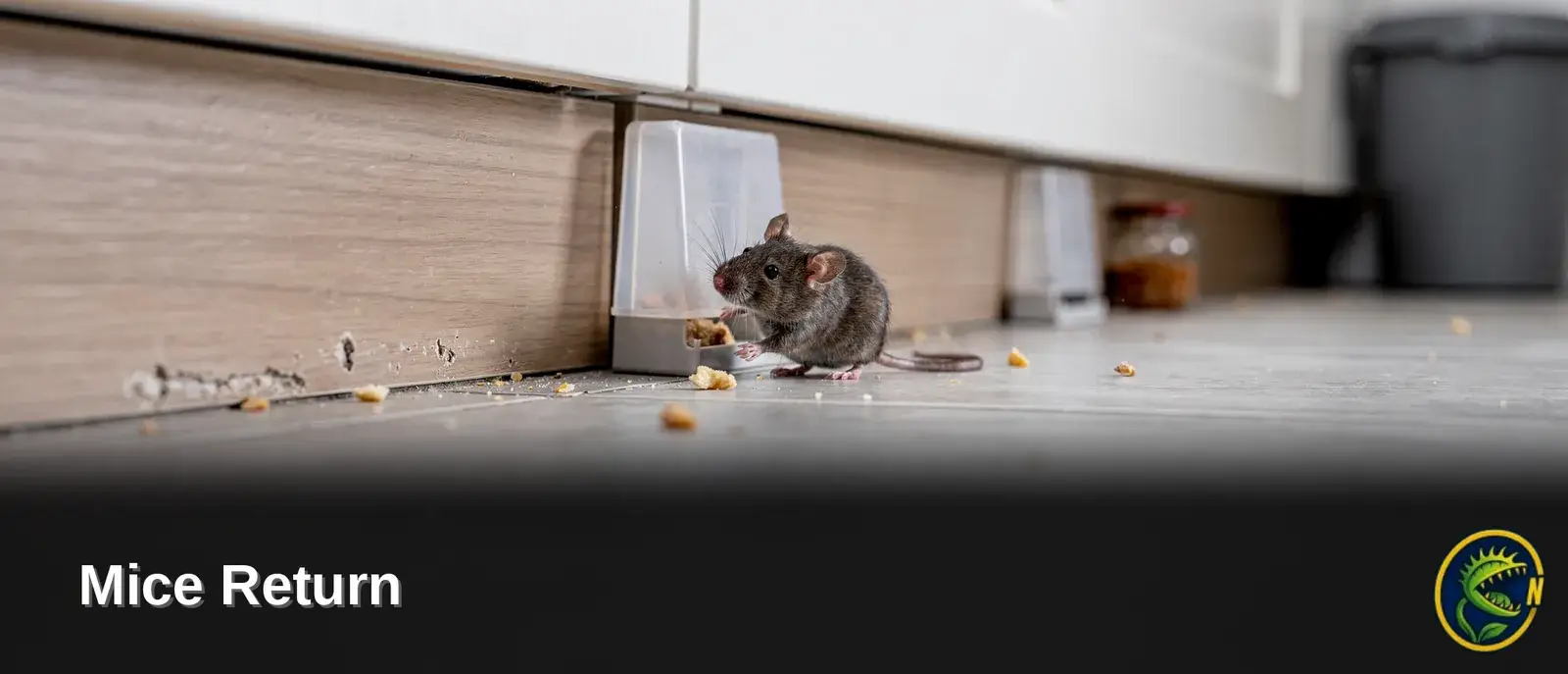 Many pest control companies react to mouse sightings with bait instead of addressing entry points