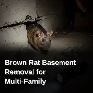 Brown rat and exclusion equipment near a basement foundation gap