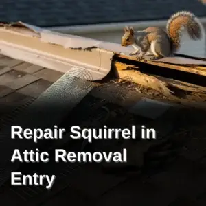 Pest control tools and hardware cloth used for squirrel exclusion repairs