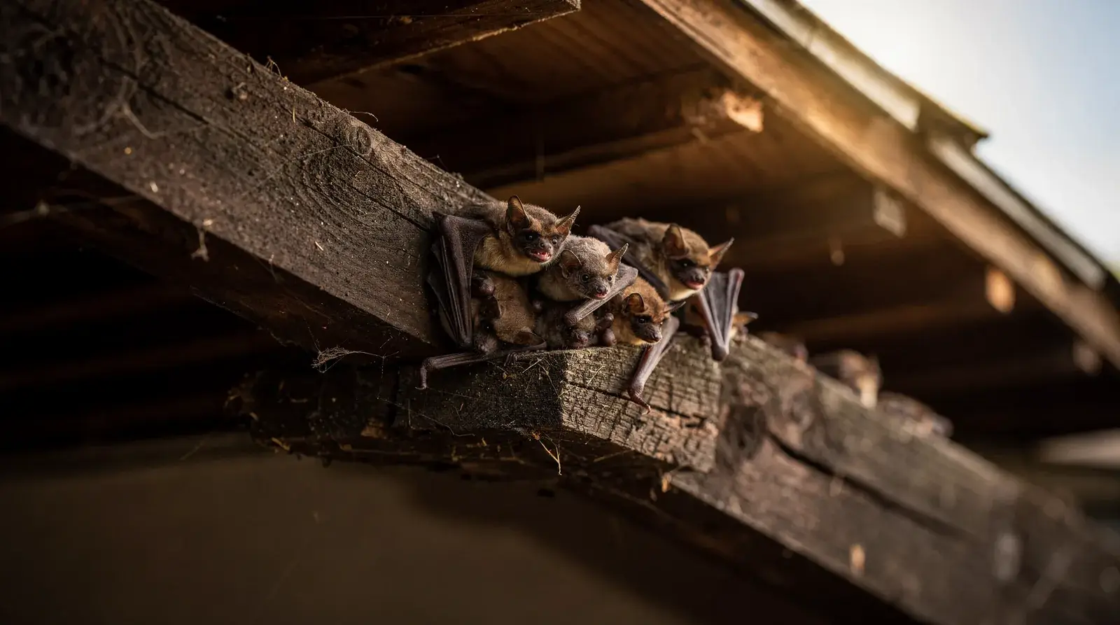 Connecticut's bat maternity season typically runs from early May through mid-August.; Bat presence
