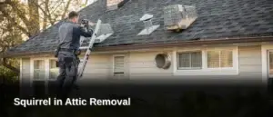 Trapping the last squirrel or raccoon marks a milestone, not a finish line. Homeowners frequently